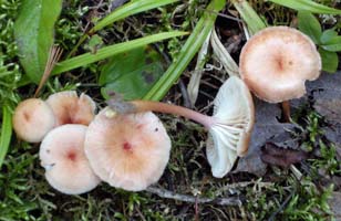 Hygrocybe laeta.